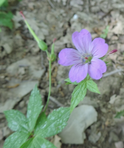 Geranium nodosum